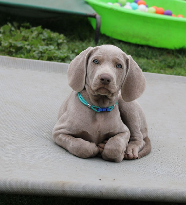 CHIOT turquoise, Vadriane