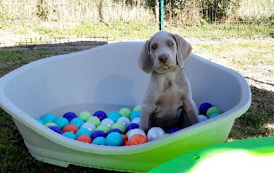 CHIOT bleu ciel,  Texas 