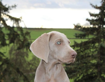 CHIOT turquoise, Vadriane