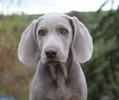 CHIOT turquoise, Vadriane