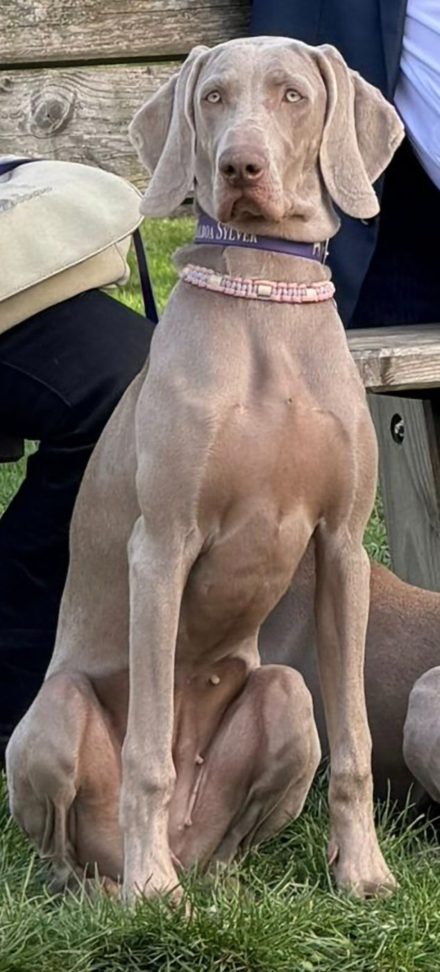 Asta la Vista Balboa Sylver