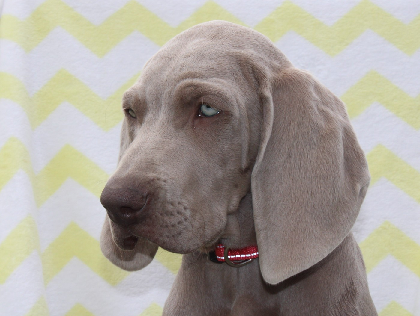 Balboa Sylver - Chiot disponible