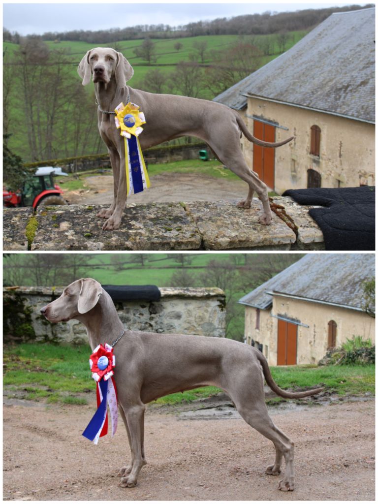 Balboa Sylver - Spéciale de race à Lons-le-Saunier