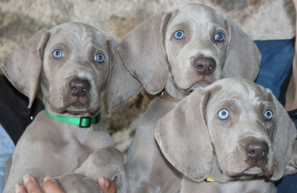 Chiots disponibles