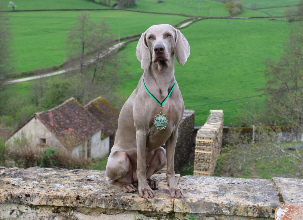 Balboa Sylver - TAN à Saint Didier en Donjon