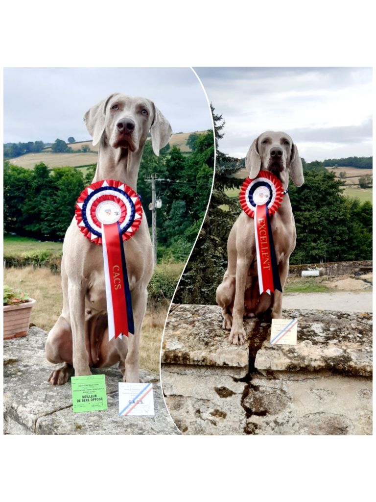 Balboa Sylver - Spéciale de race à Bourg en Bresse Peronnas