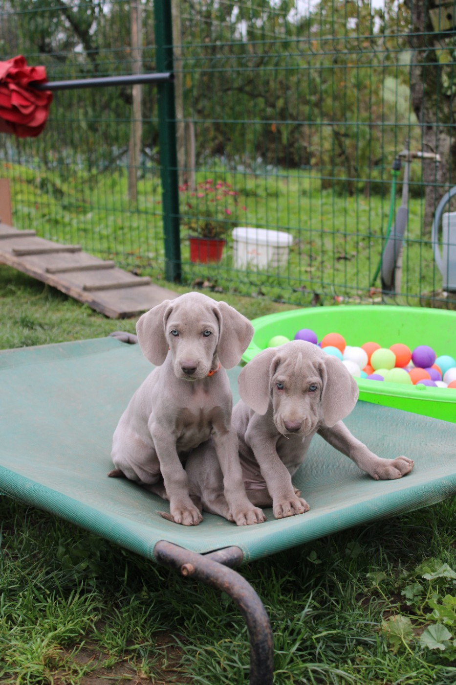 Chiots en vrac