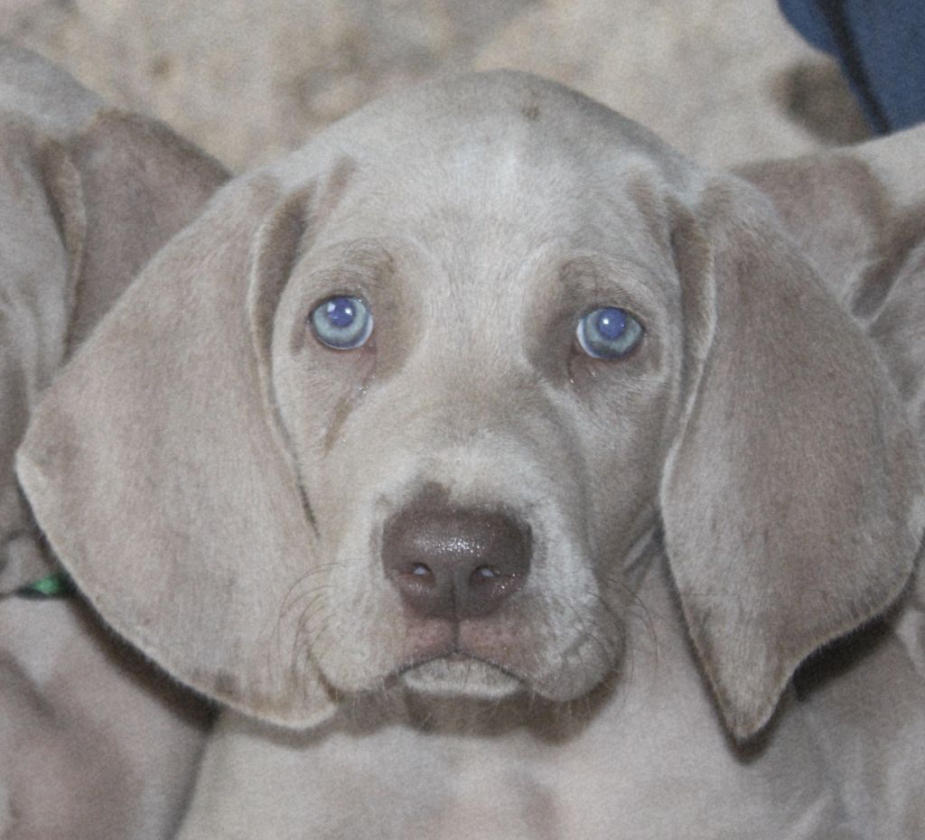 Balboa Sylver - Chiots disponibles - Braque de Weimar