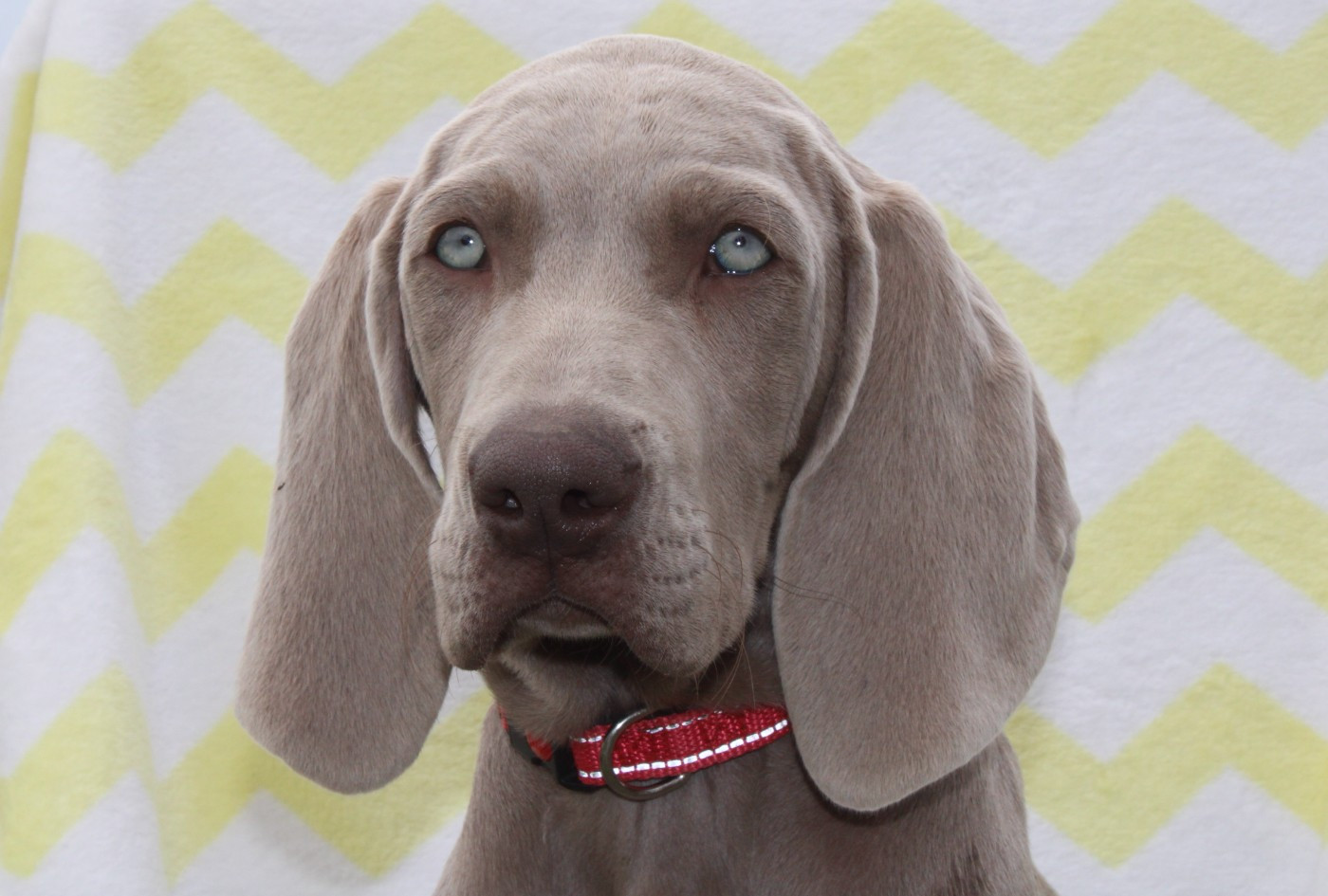 Balboa Sylver - Chiots disponibles - Braque de Weimar