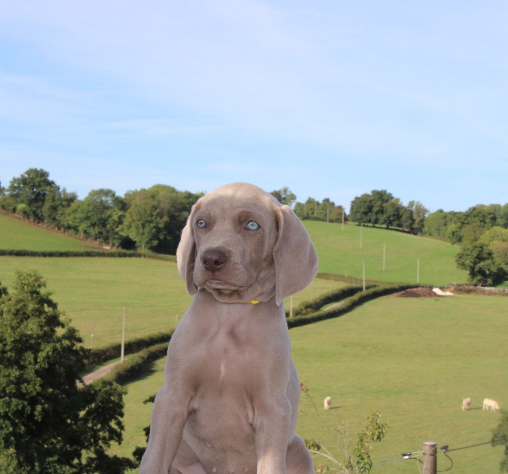 Balboa Sylver - Chiots disponibles - Braque de Weimar
