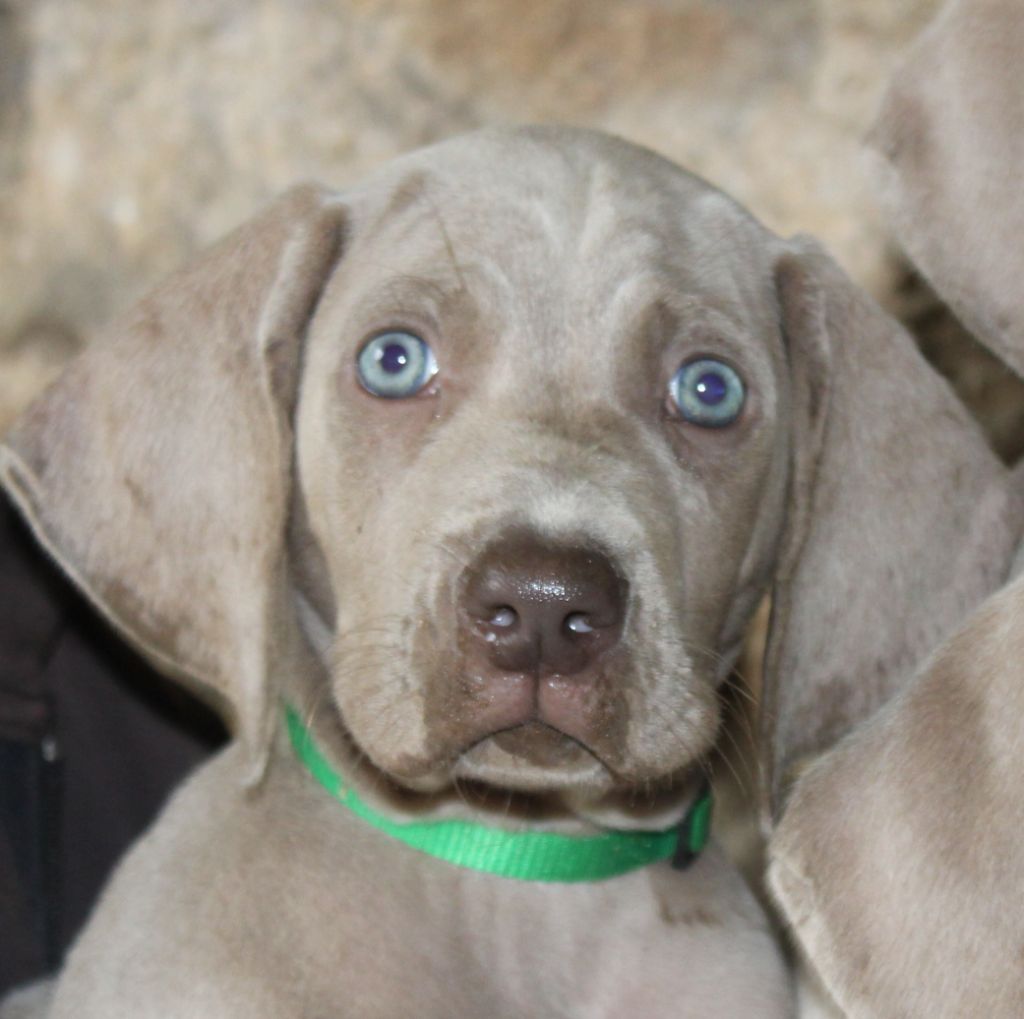 Balboa Sylver - Chiots disponibles - Braque de Weimar