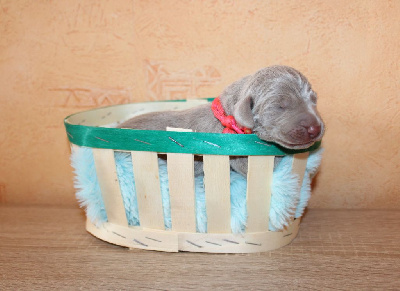 CHIOT rose