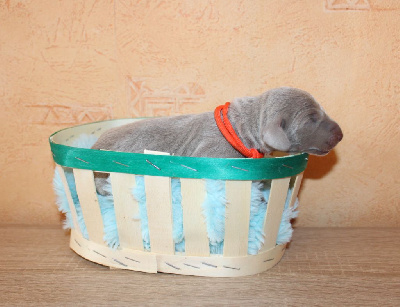 CHIOT orange