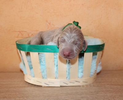 CHIOT vert