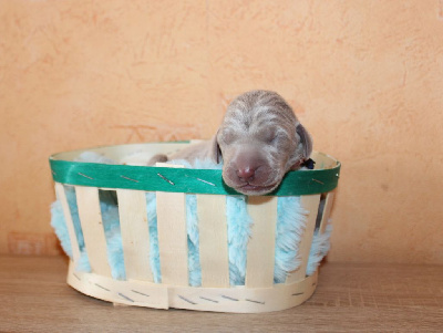 CHIOT bleu foncé