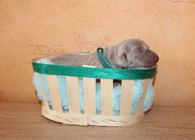 CHIOT turquoise