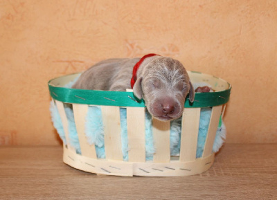 CHIOT rouge