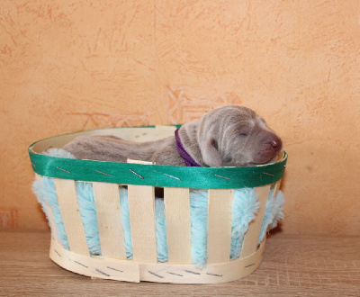 CHIOT violet